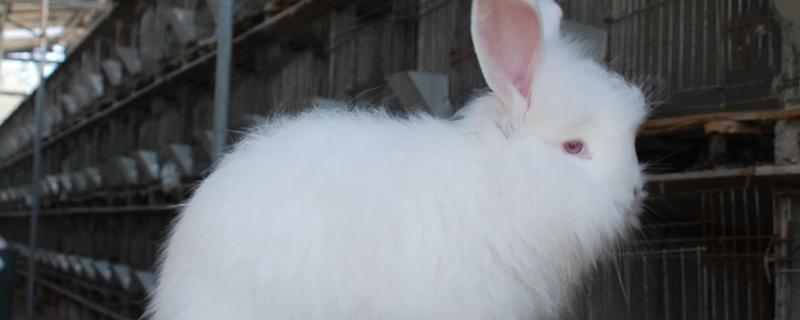 長毛兔怎么養 長毛兔吃什么