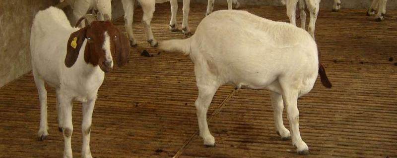 養50只波爾山羊要多少錢 50只波爾山羊一年利潤