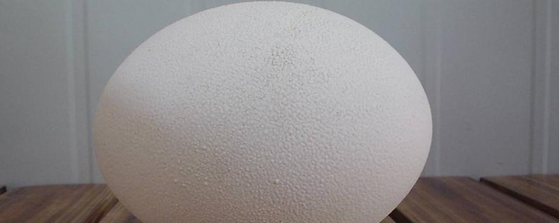 鴕鳥(niǎo)蛋怎么吃 鴕鳥(niǎo)蛋怎么打開(kāi) 鴕鳥(niǎo)蛋好吃嗎