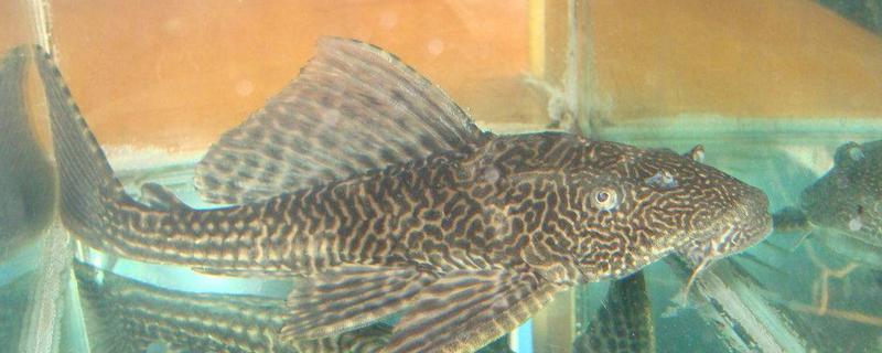 清道夫是什么意思 清道夫是什么魚(yú) 清道夫有什么危害