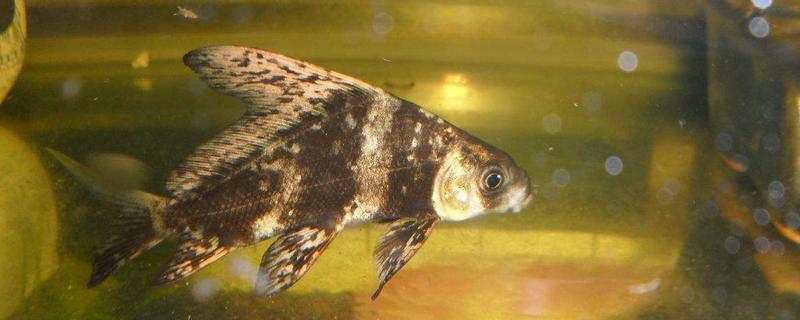 胭脂魚(yú)好養(yǎng)嗎 胭脂魚(yú)吃魚(yú)屎?jiǎn)? /></a>
                    </dt>
                    <dd class=