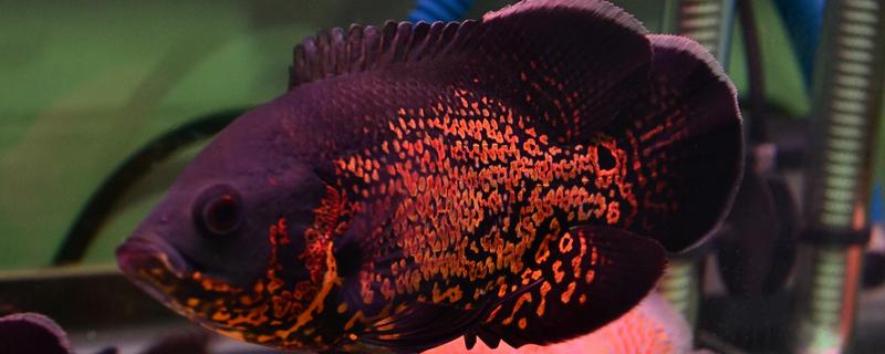 地圖魚能長多大 地圖魚壽命有多長