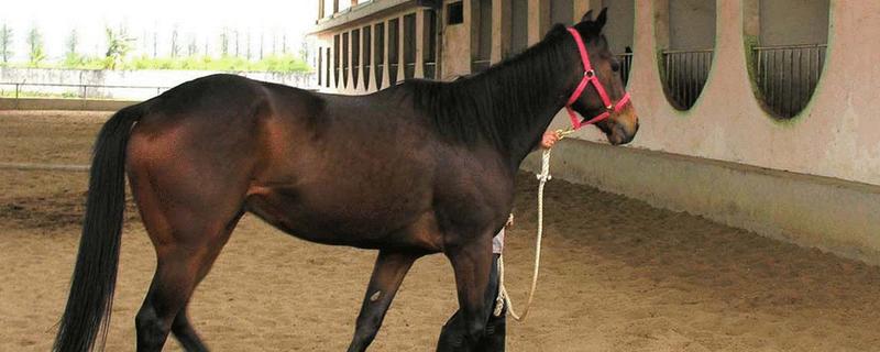 私人養馬需要什么手續 養馬場投資要多少