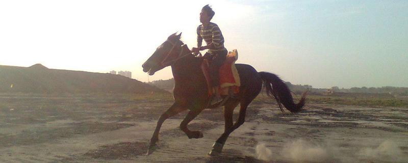 養馬能賺錢嗎 現在養馬靠什么賺錢