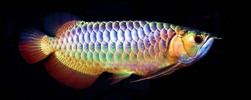 龍魚尾巴斷了還能長(zhǎng)出來么 龍魚過背是什么意思