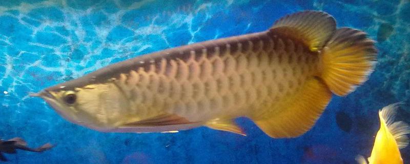 龍魚水溫多少合適 龍魚怎么繁殖