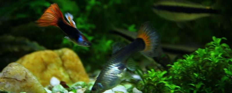 養孔雀魚用什么水草 養金魚用什么水草