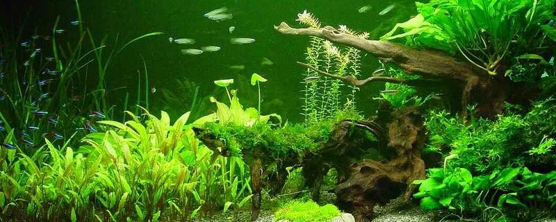 水草種子怎么種 新買(mǎi)的水草怎么消毒