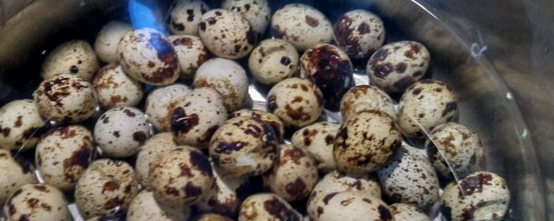 鵪鶉蛋怎么煮（煮多久） 鵪鶉蛋一天吃幾個合適