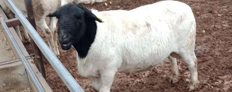 杜泊綿羊一年下幾個(gè)羊羔 黑頭杜泊羊幾代最好