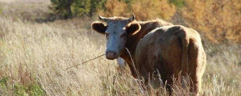 肉牛有哪些品種 最好的肉牛品種是什么