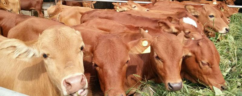 養殖肉牛20頭、50頭分別要投資多少錢