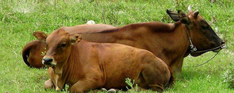 什么黃牛品種最好 黃牛產(chǎn)地在哪里