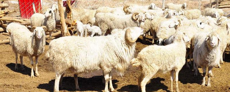 綿羊為什么要剪毛 綿羊為什么要討厭剪毛