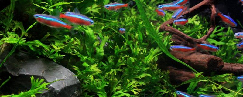 寶蓮燈魚好養(yǎng)嗎 寶蓮燈魚壽命有多長(zhǎng)