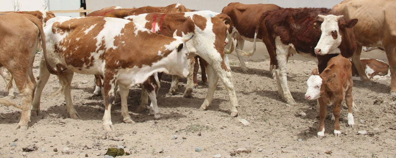 新手養牛需要準備什么？預算、選種、技術等關鍵環節要做好