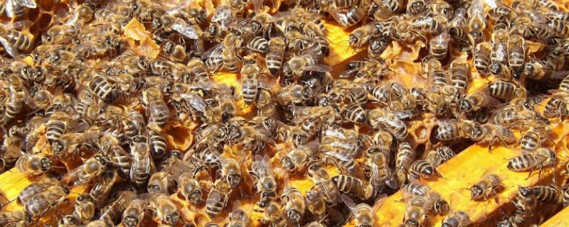 養(yǎng)蜂工具大全及價格