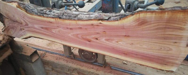 香椿木價格多少錢一噸