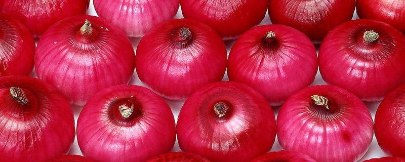 洋蔥價格多少錢一斤