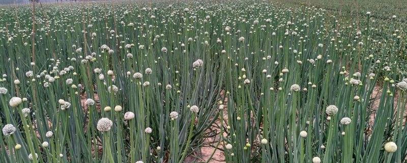 洋蔥種子價格多少錢一斤