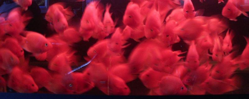 迷你鸚鵡魚怎么分公母 鸚鵡魚是什么