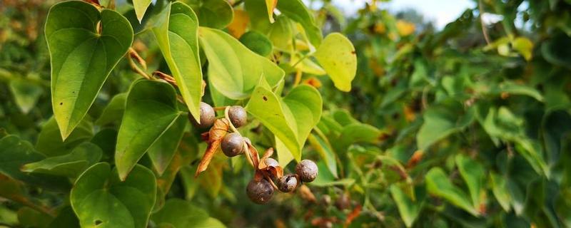 山藥豆價格多少錢一斤