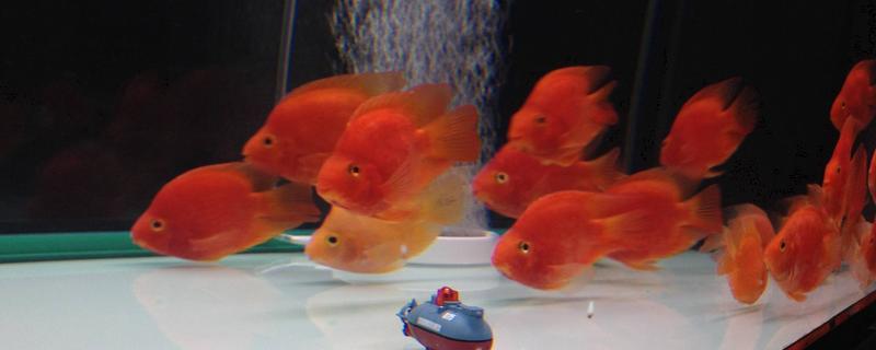 鸚鵡魚怎么繁殖 紅鸚鵡魚多久喂一次