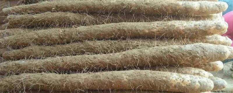 淮山藥價格多少錢一斤