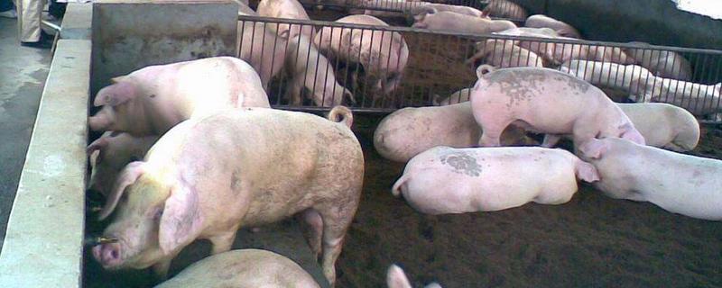 豬的品種有哪些 常見豬的品種名字大全