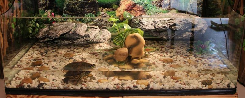 烏龜缸造景方案