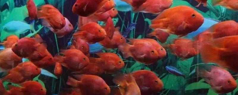 觀賞魚有哪些種類 冷水魚觀賞魚大全（圖解）