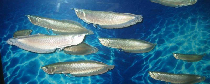 銀龍魚好養(yǎng)嗎 銀龍魚能吃嗎