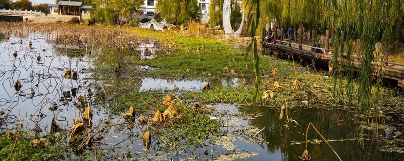 混養魚塘用什么餌料 魚塘里的浮萍怎么去除