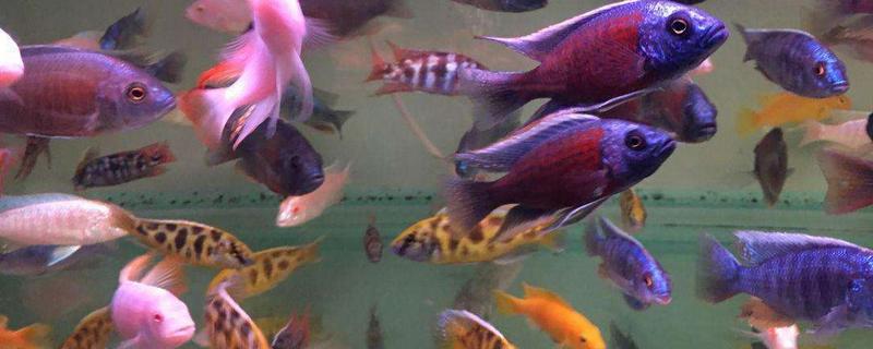 觀賞魚能吃嗎 觀賞魚為什么不能吃