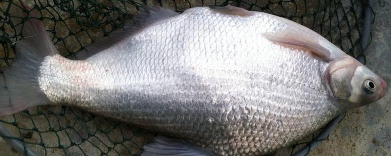 鳊魚怎么釣 釣鳊魚用什么餌料打窩