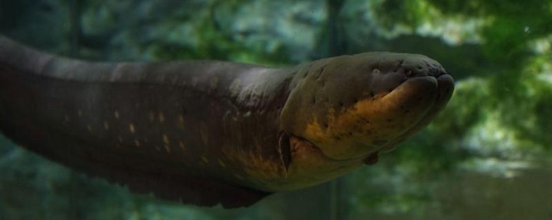 電鰻有天敵嗎 電鰻的天敵是什么