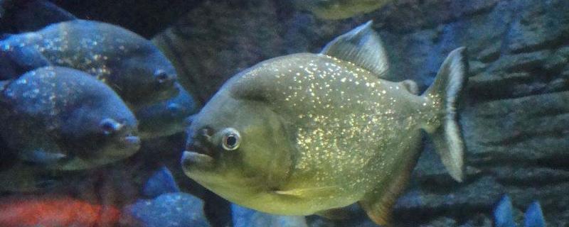 紅腹食人鯧可以吃嗎 紅腹食人鯧怎么吃