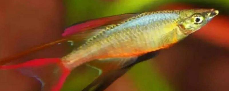 頭上有燈的魚是什么魚 燈魚品種大全