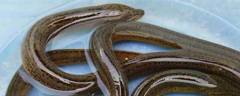 黃鱔死了還能吃嗎 什么人不能吃黃鱔