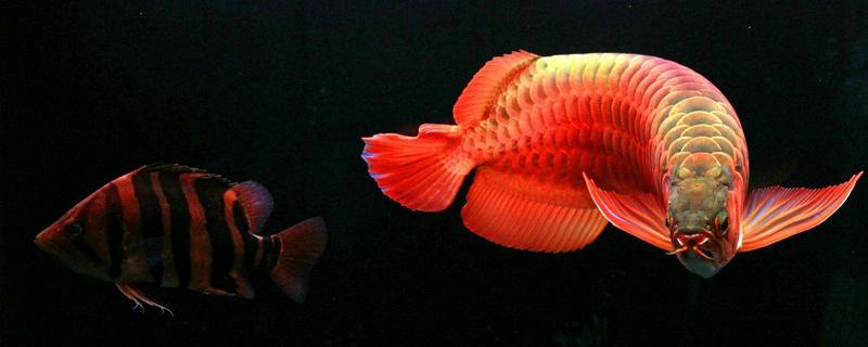 龍魚不吃食怎么回事 龍魚換水要放鹽嗎