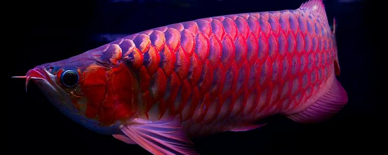 龍魚(yú)趴缸是什么原因 龍魚(yú)跳缸意味著什么