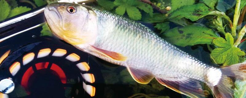 赤眼鱒怎么釣 赤眼鱒怎么做才好吃