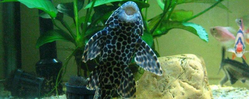 什么魚吃魚的糞便 吃魚屎的魚有哪幾種