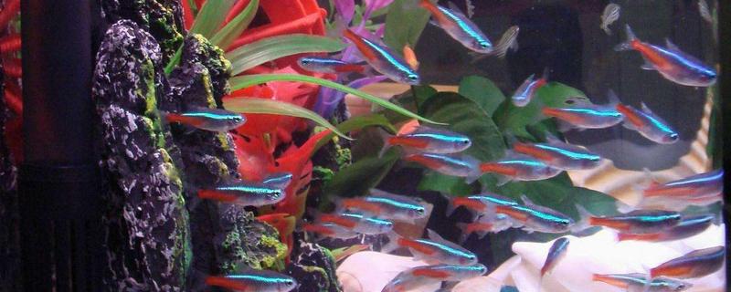 紅綠燈魚(yú)怎么分辨公母（圖解） 紅綠燈魚(yú)怎么繁殖