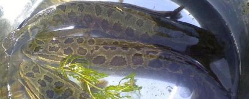 黑魚有鱗嗎 黑魚有刺嗎