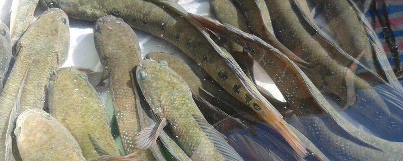 黑魚臟還是鯰魚臟 黑魚是世界上最臟的魚嗎