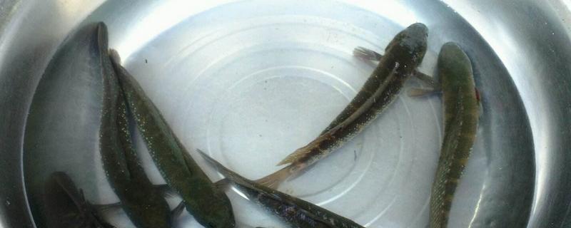 黑魚是什么魚 黑魚是發物嗎