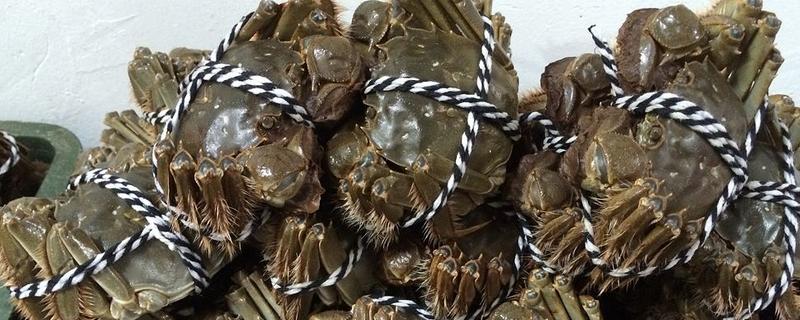 大閘蟹產(chǎn)地在哪里 大閘蟹哪里的最好