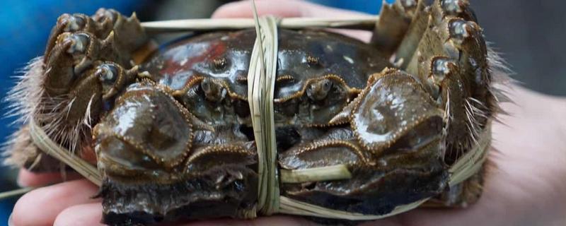 陽澄湖大閘蟹上市時間 陽澄湖大閘蟹到幾月份