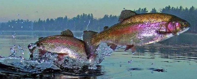 虹鱒魚(yú)是三文魚(yú)嗎 虹鱒魚(yú)對(duì)比三文魚(yú)口感有什么區(qū)別